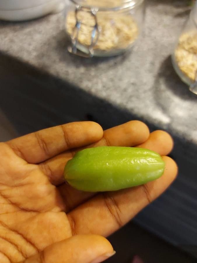 Bilimbi 4