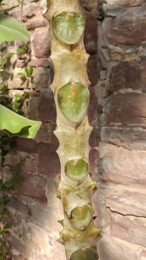 Donkey's ear 18