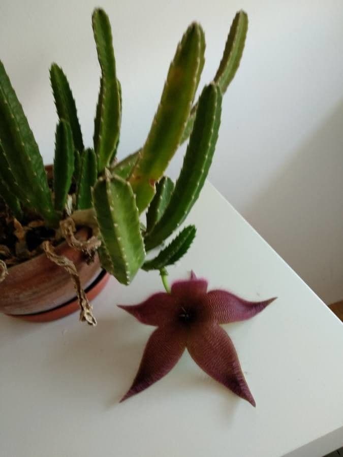 Stapelia gigantea 11
