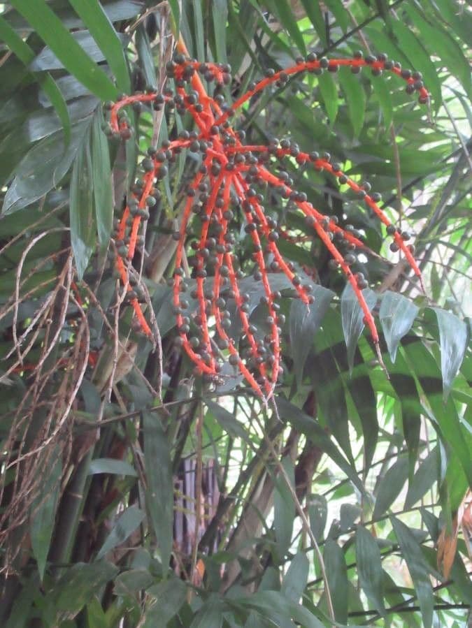 Palma tepejilote 8