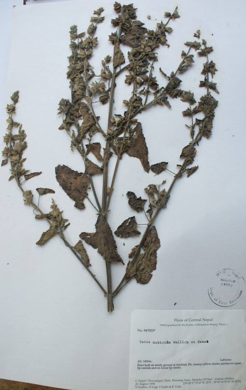 Salbei 3