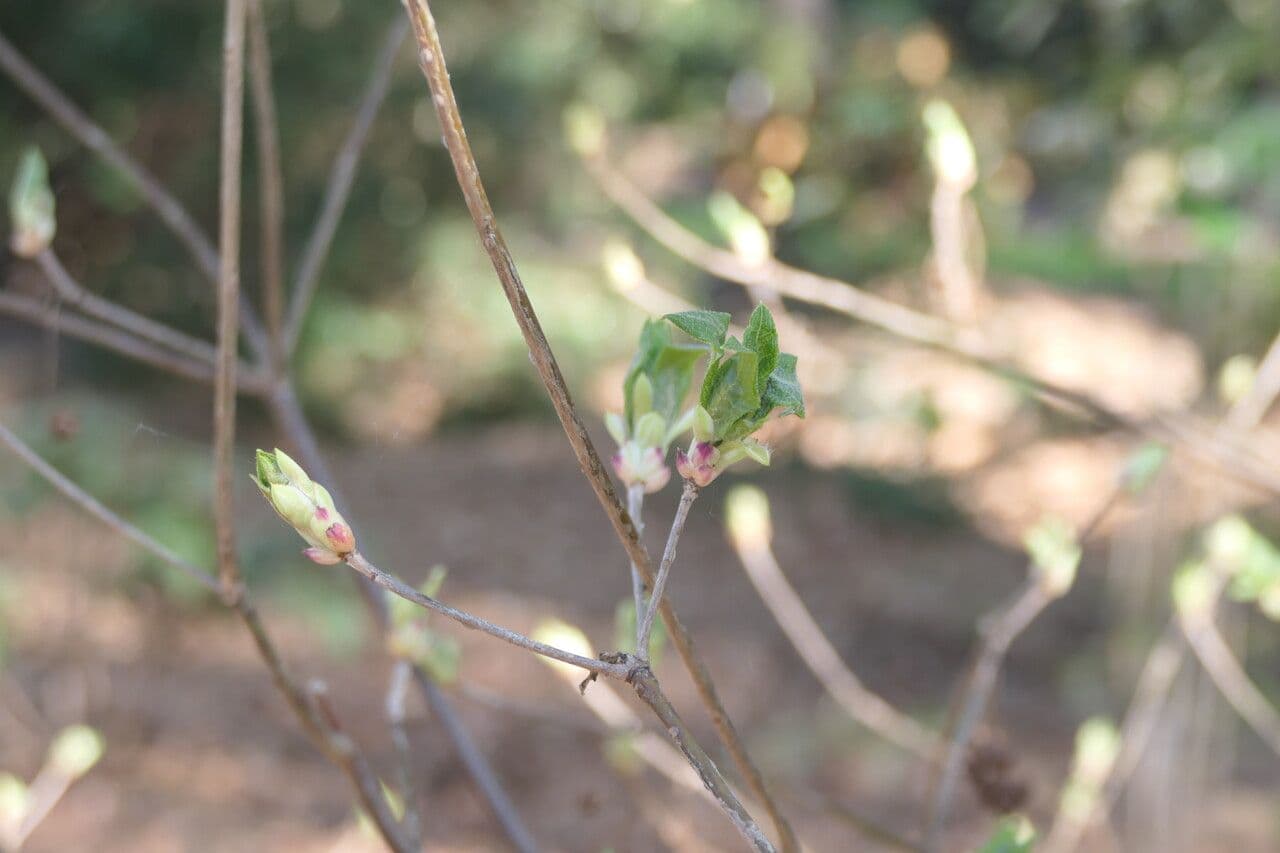 Enkianthus 2