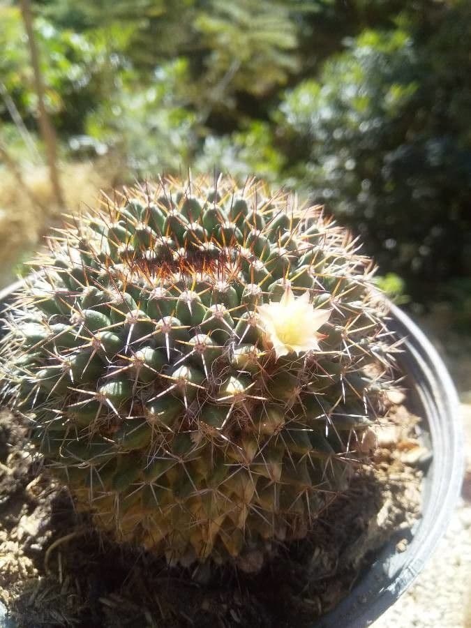 Mammillaria uncinata 2