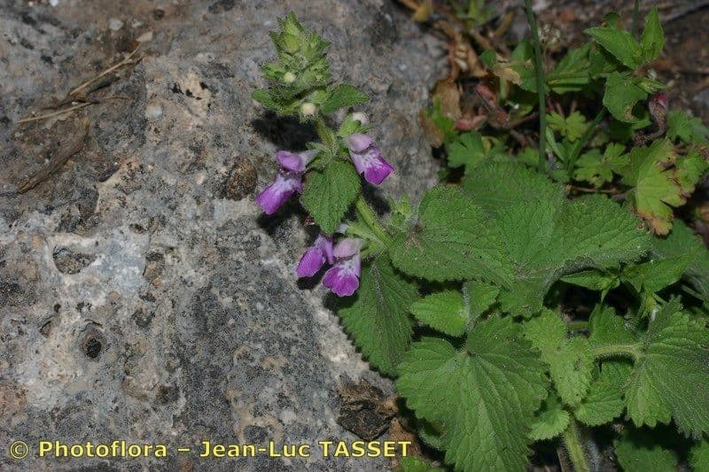 Santoreggia sinuosa 7