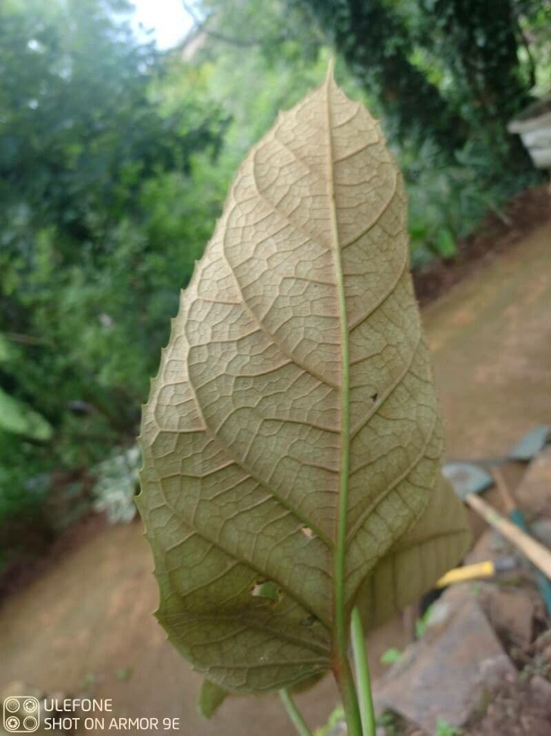 Schefflera 4