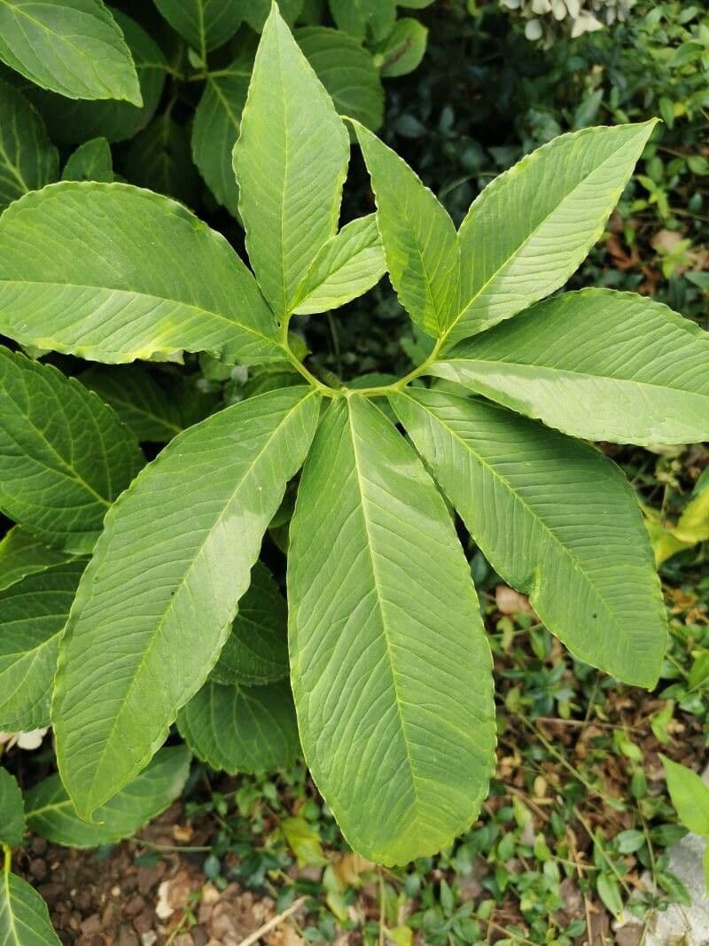 Sauromatum 13