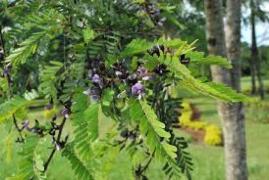 Machaerium spinoso 9