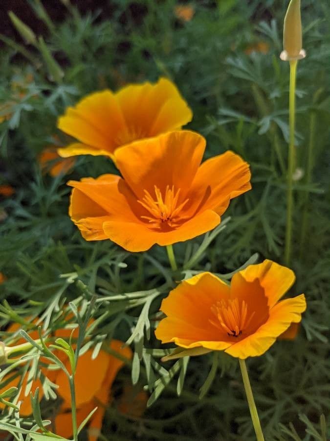 Kalifornischer Mohn 7