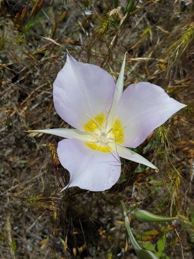 Calochortus macrocarpus 6