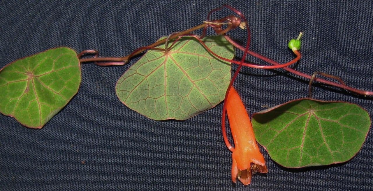 Lichořeřišnice 4