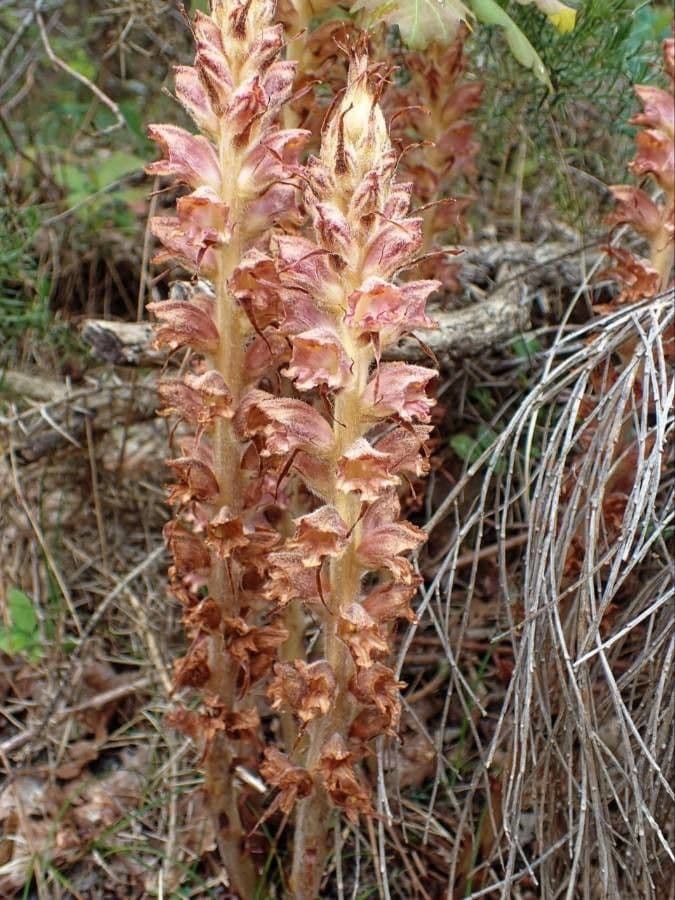 Orobanche del ginestrone 14
