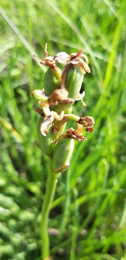 Orchide cimicina 3