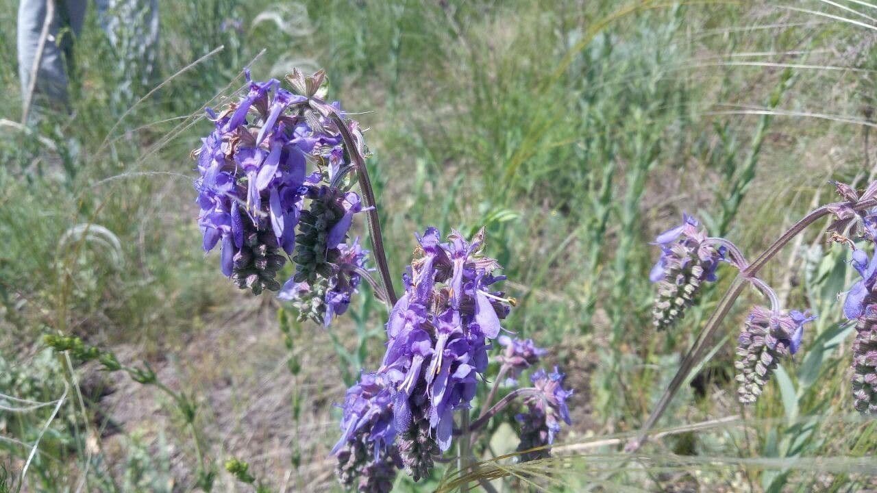Salvia pendula 4