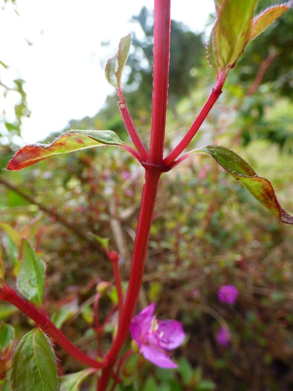 Centradenia 21