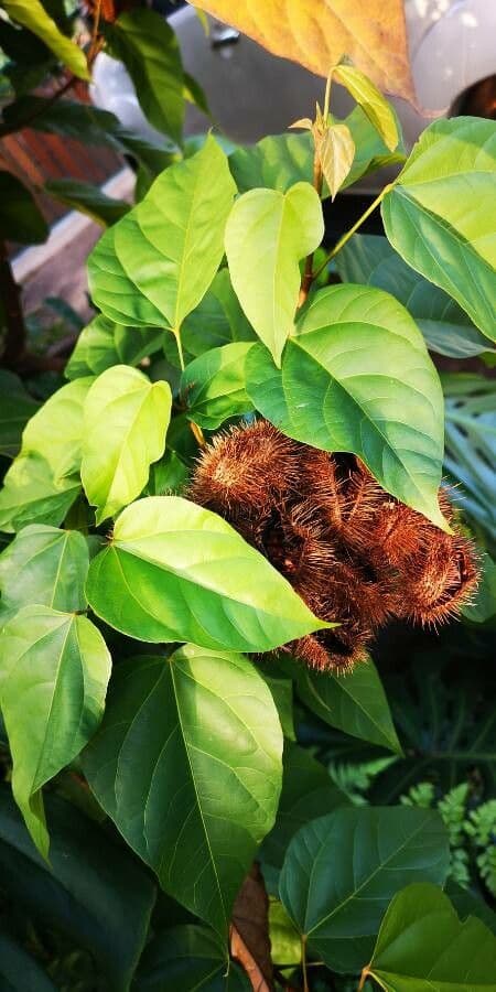 Achiote 19