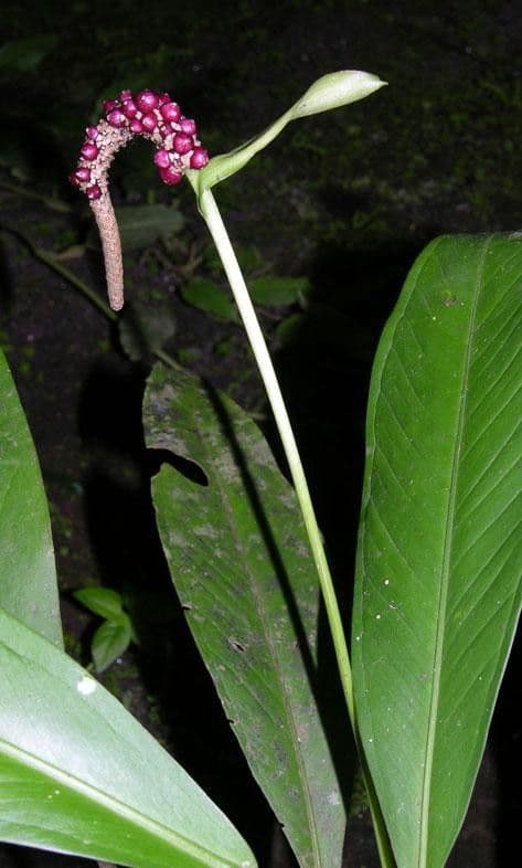 Anthurium lanceolato 10