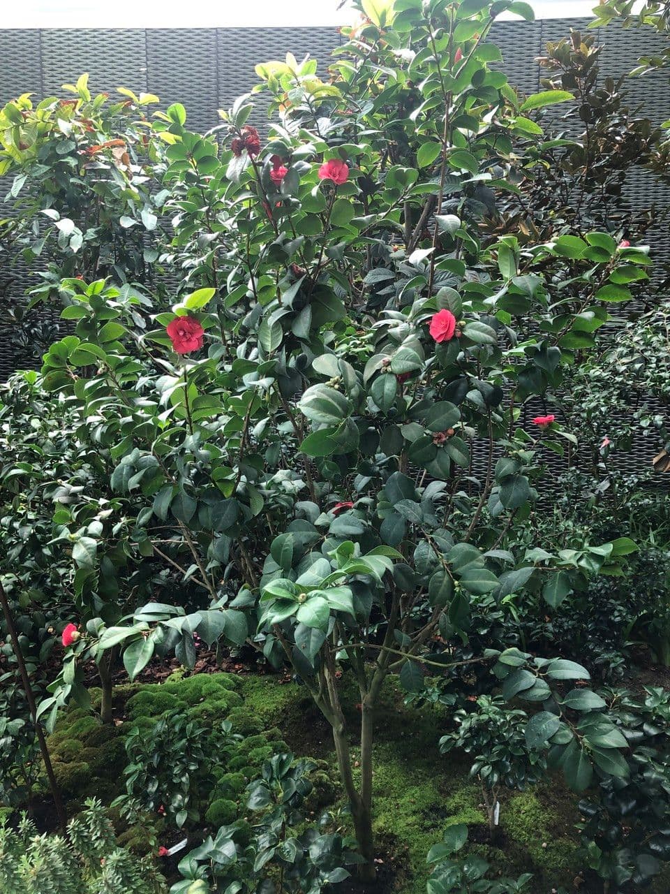Camelia oleifera 13