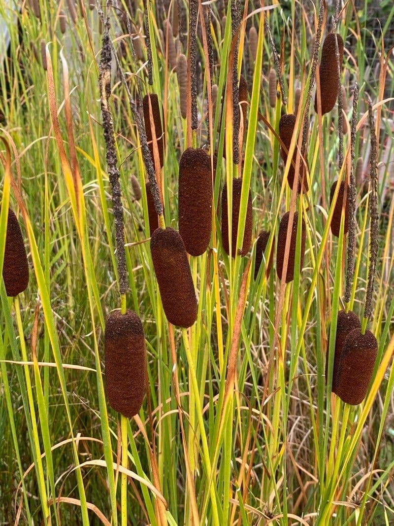 Typha laxmannii 5