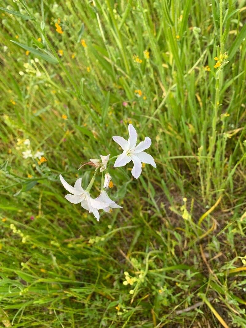 Gladiole 2