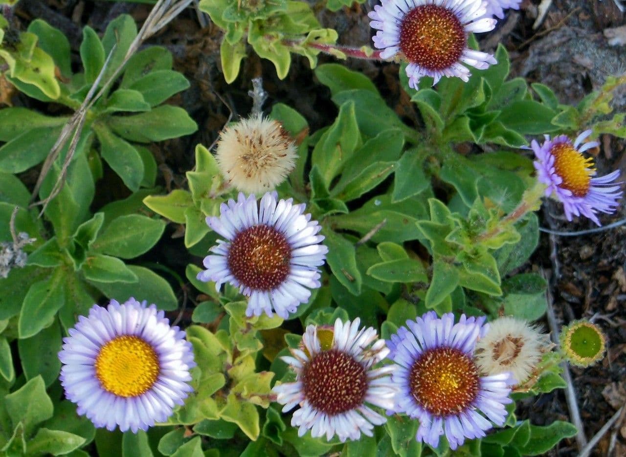 Fleabane glaucus 9
