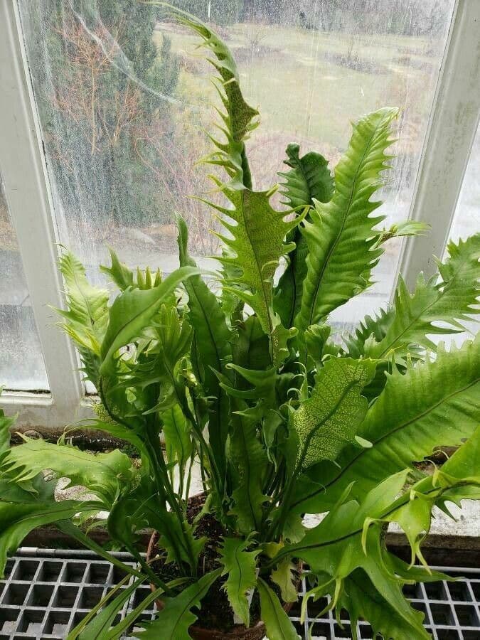 Microsorum puncté 7