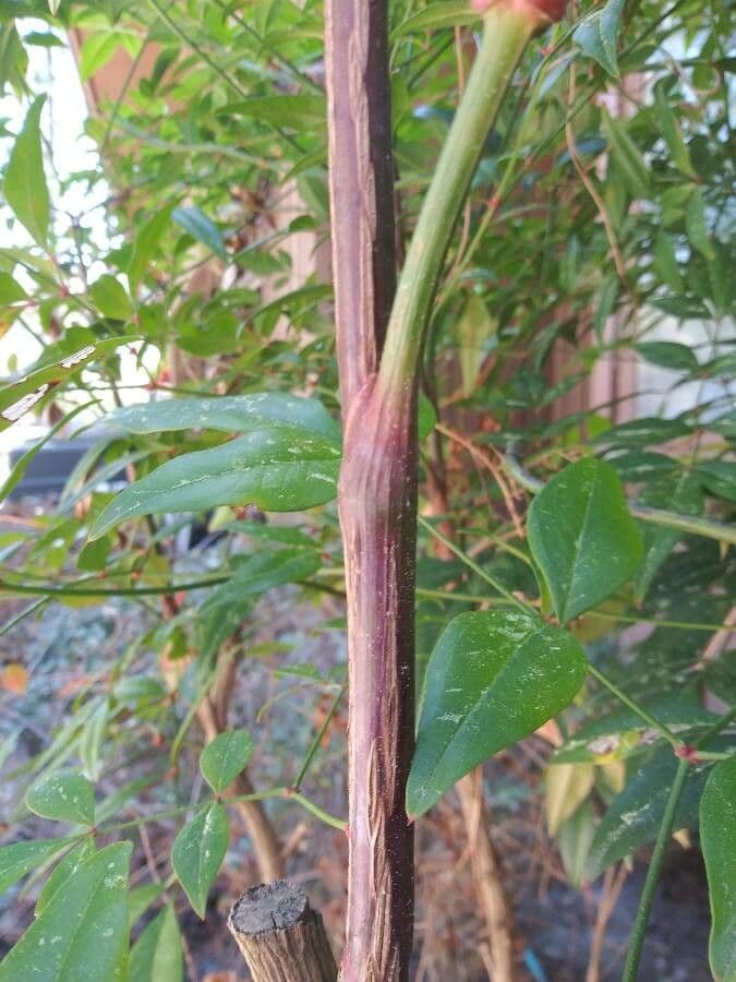 Nandina 22