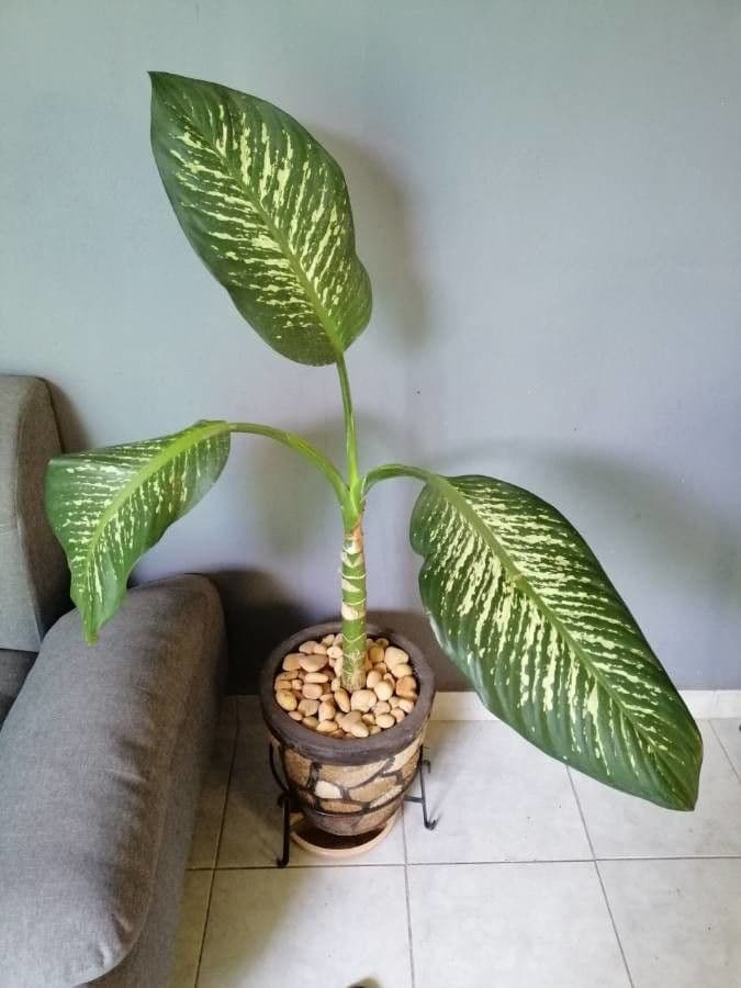 Dieffenbachia 9