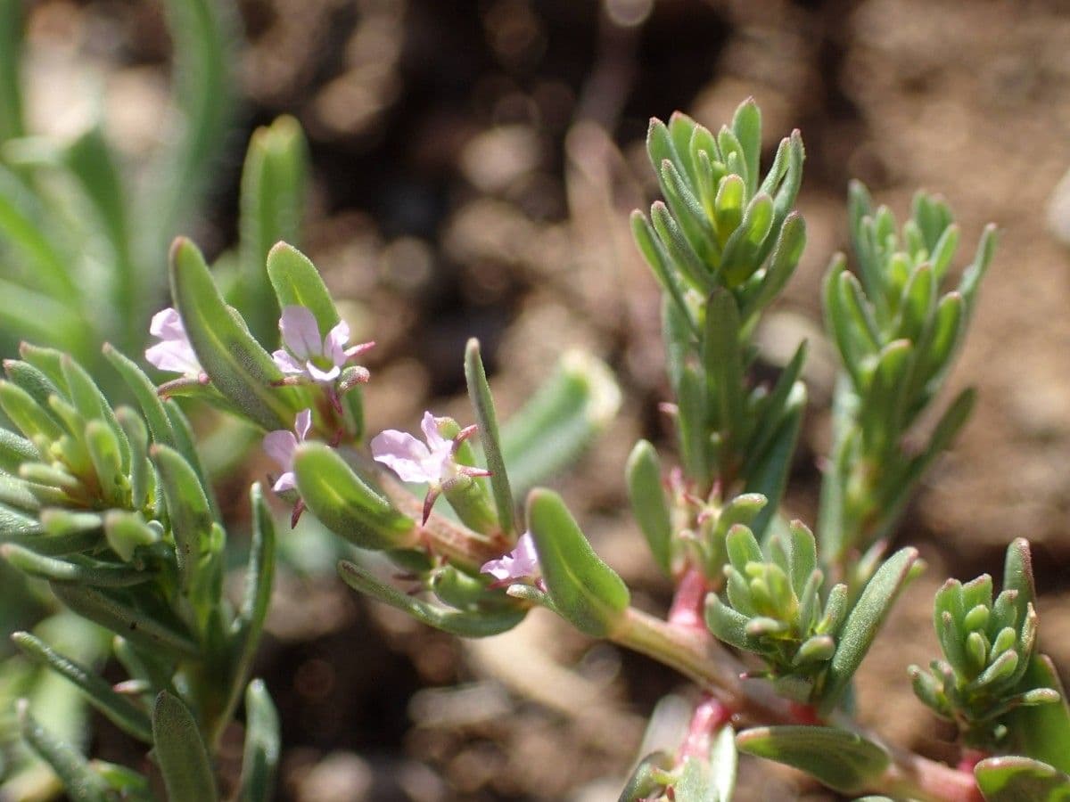 Salcerella timoidea