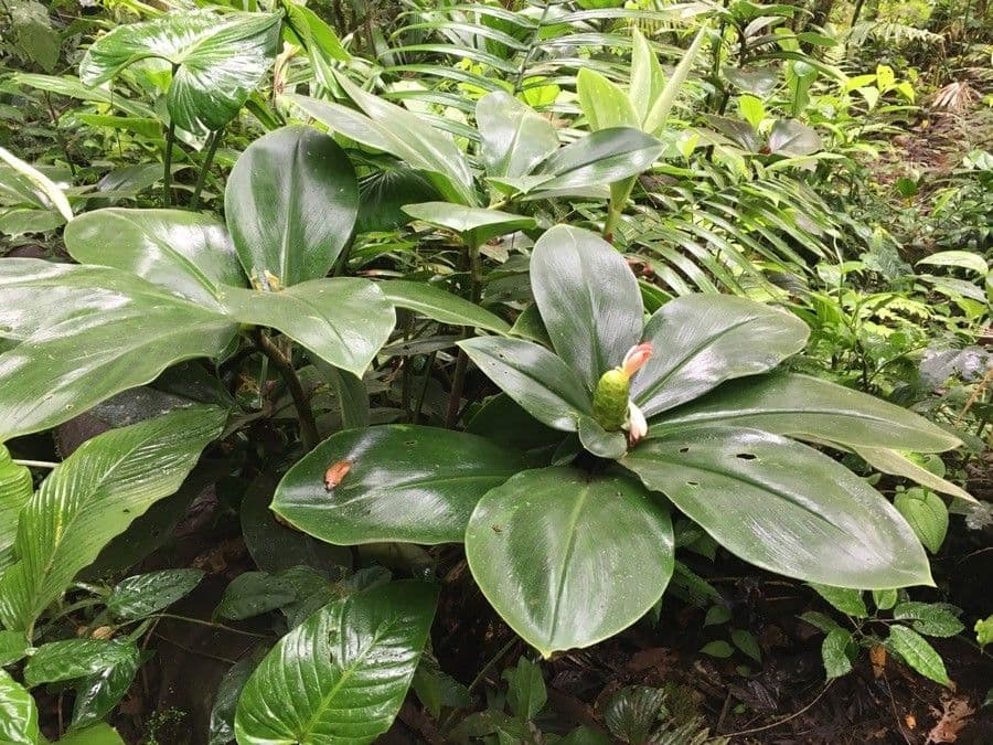 Costus 7