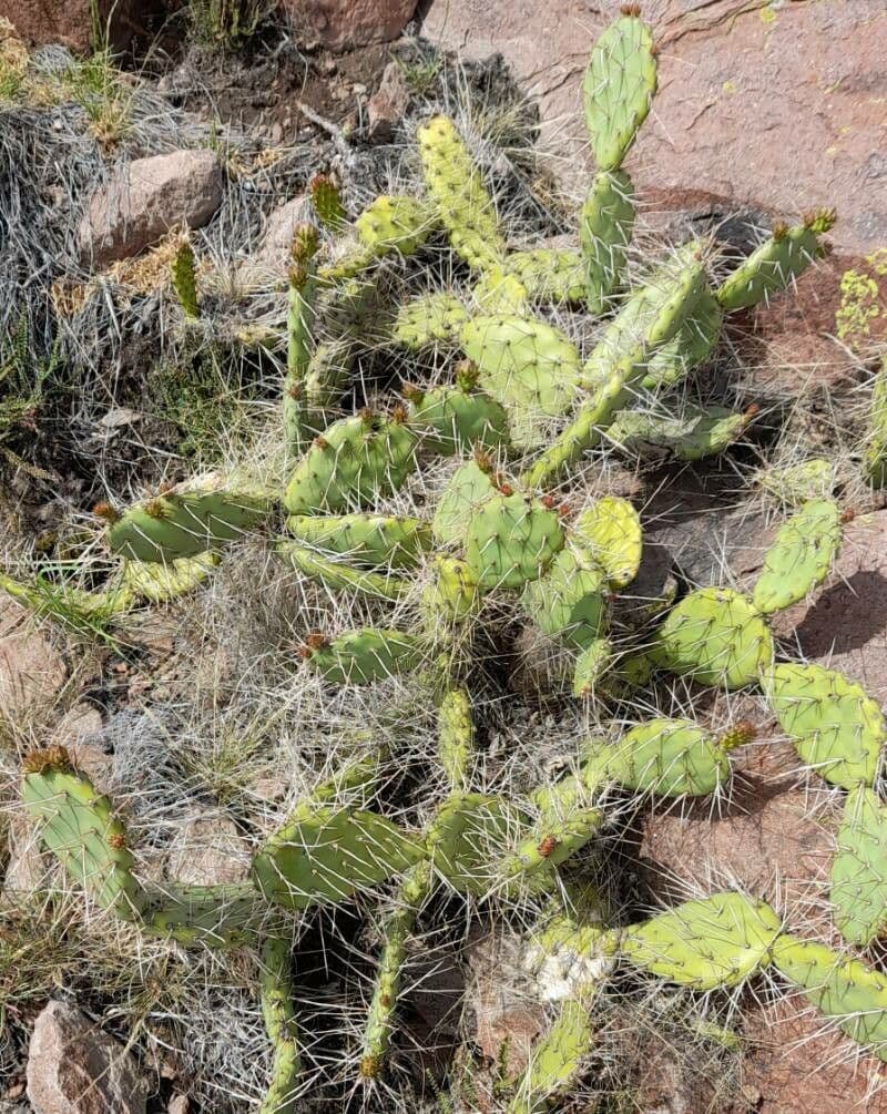 Prickly Pear 8