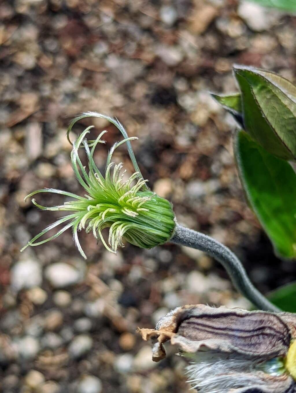 Einfache Clematis 2