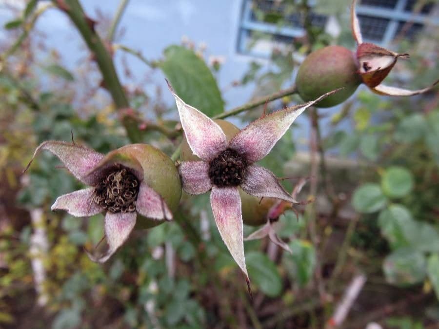 Rosa 4