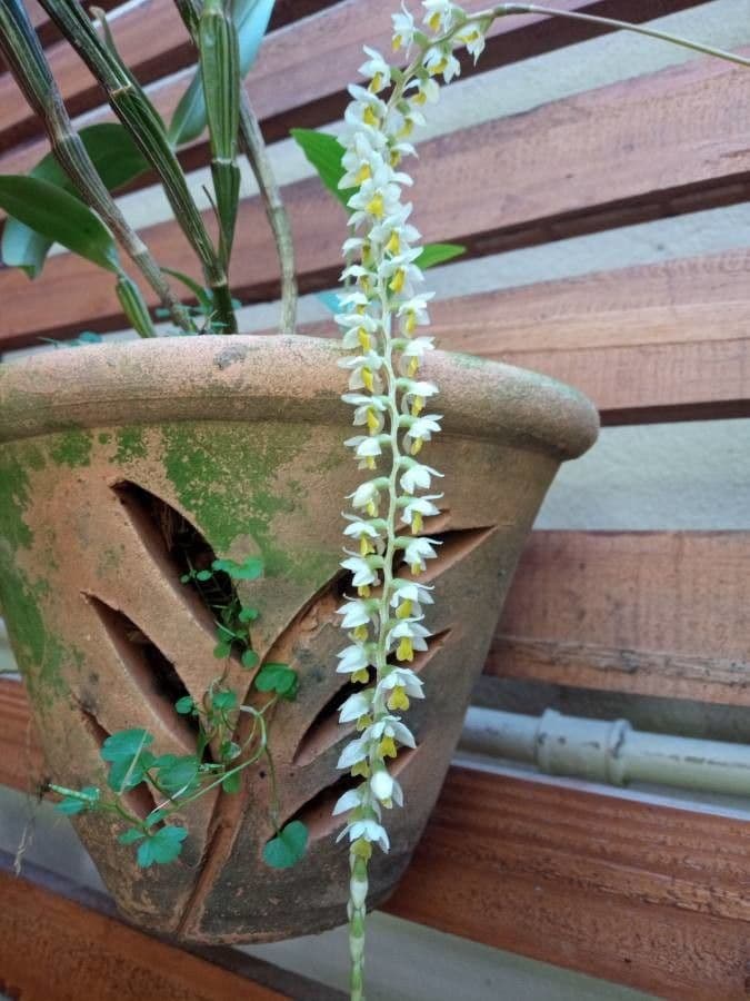 Dendrochilum 3