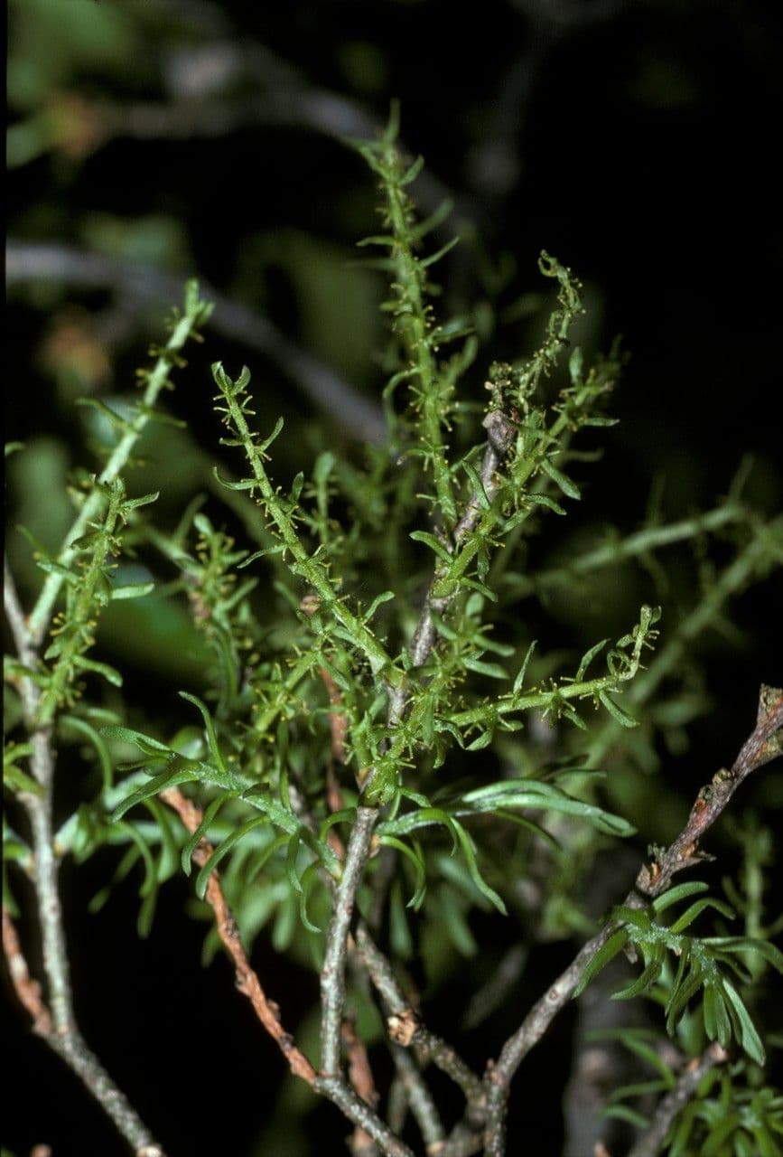 Misodendrum 6