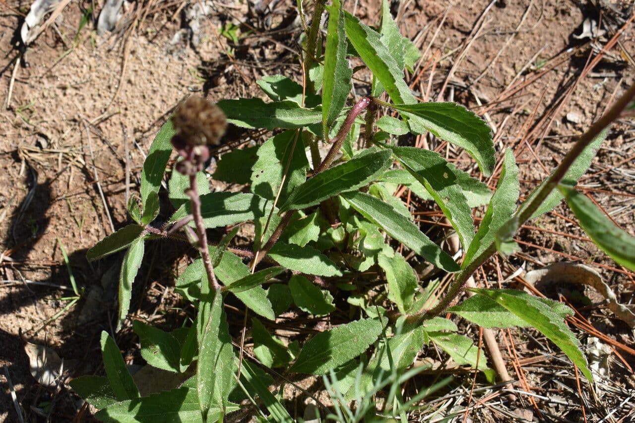 Campuloclinium macrocephalum 6