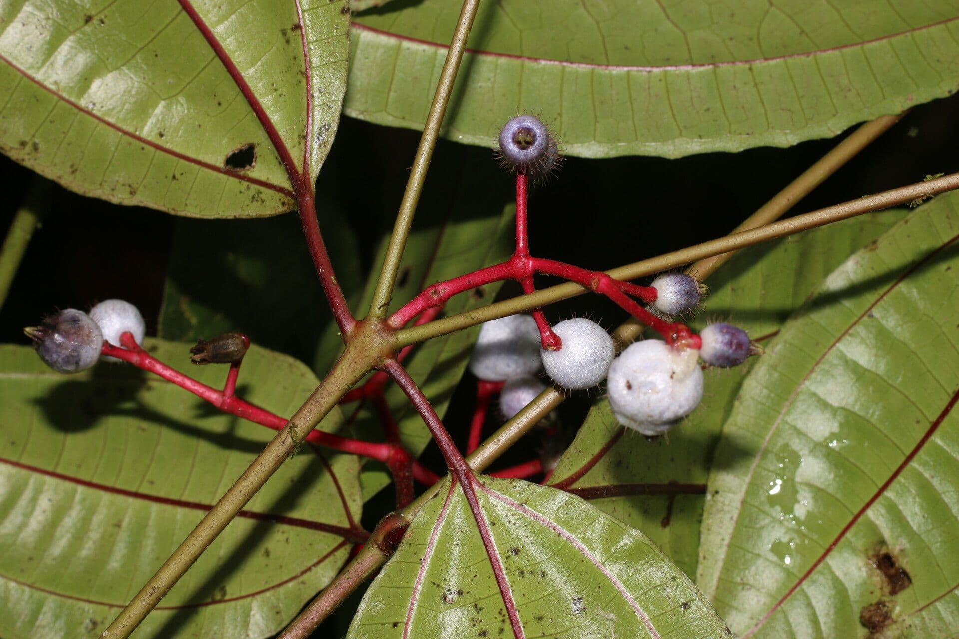 Miconia