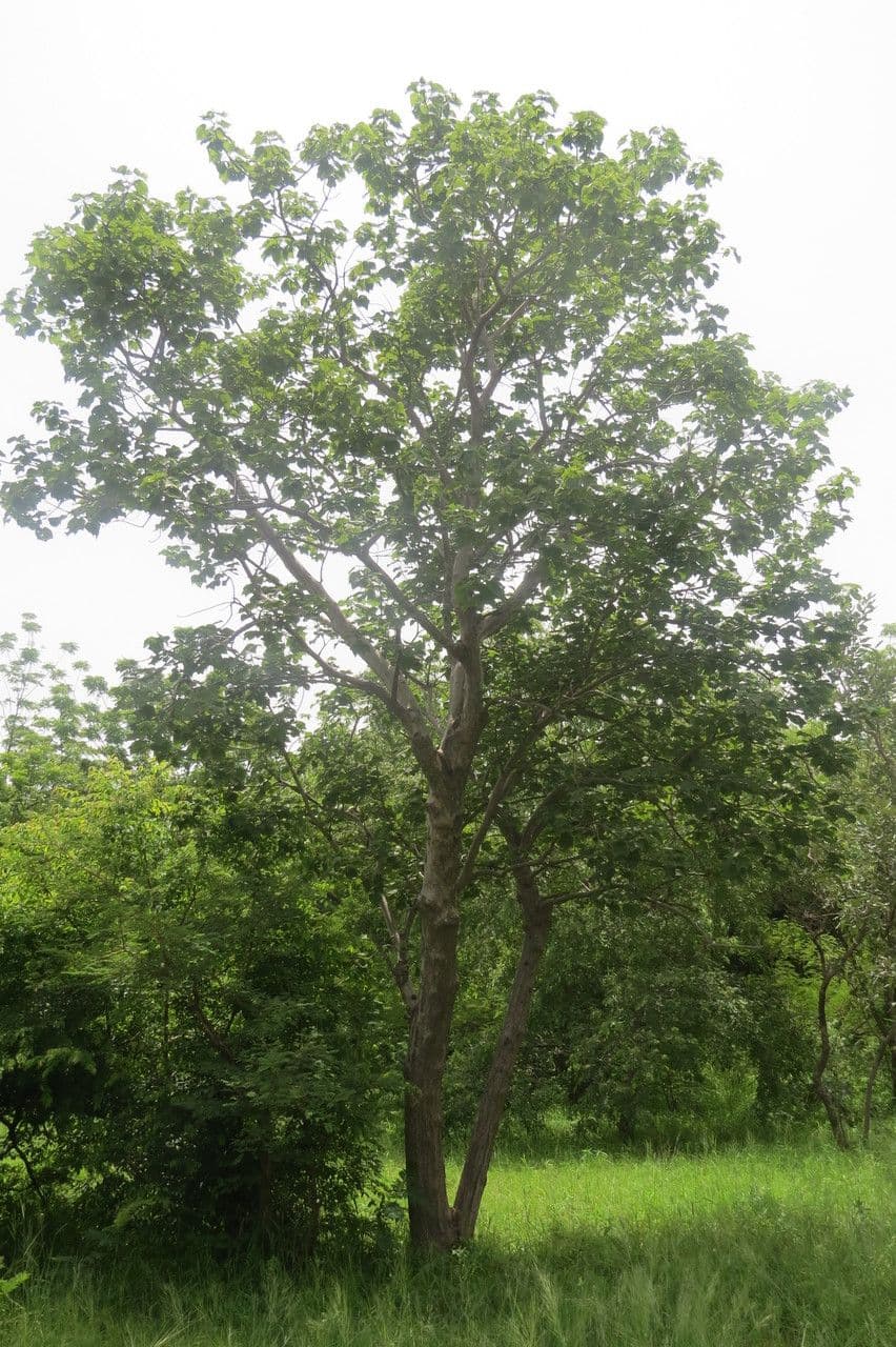 Sterculia 5