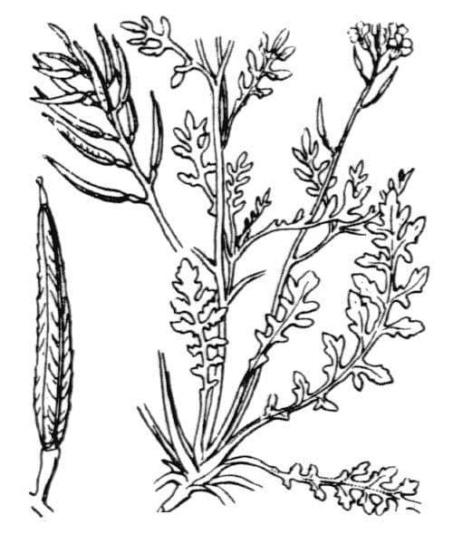 Rauke 25