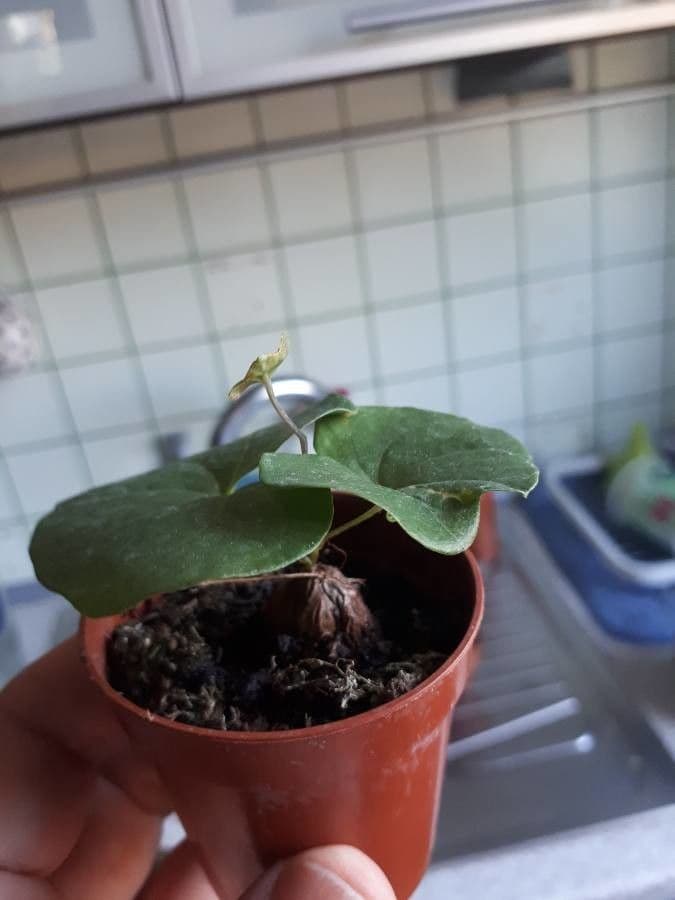 Dioscorea 13
