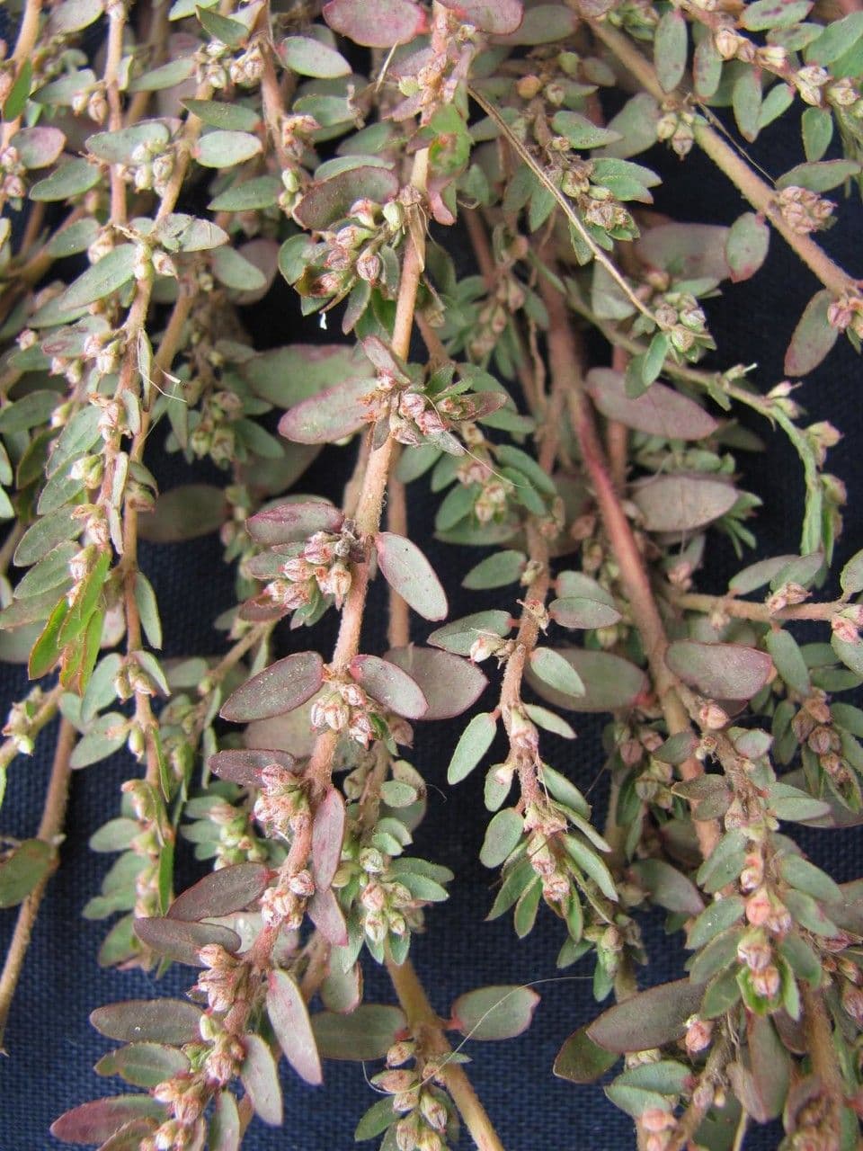 Euforbia timo 11