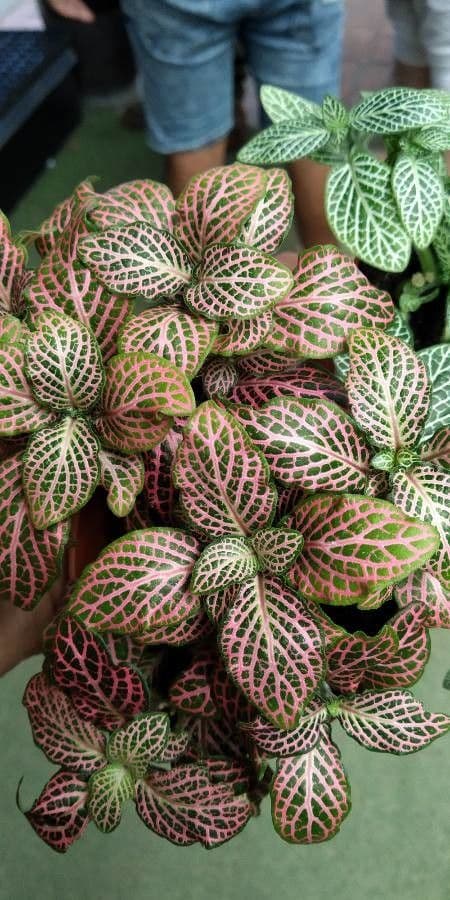Fittonia 14