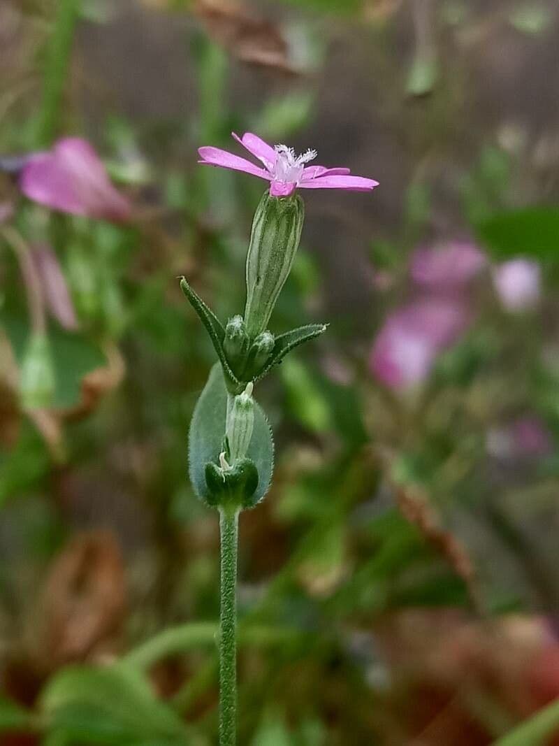 Silene rossastra 4