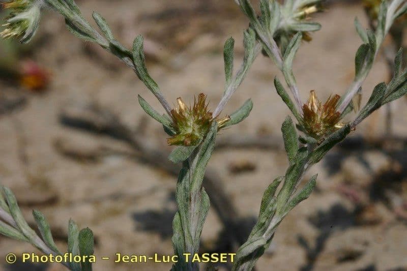 Filago lutea 2