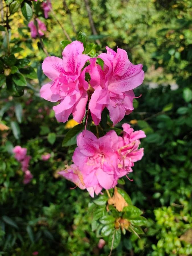 Azalea precoce 6