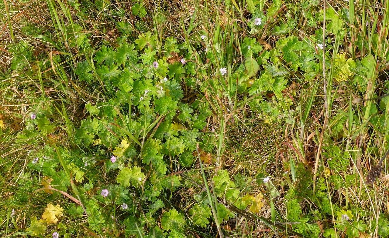Weicher Storchschnabel 12