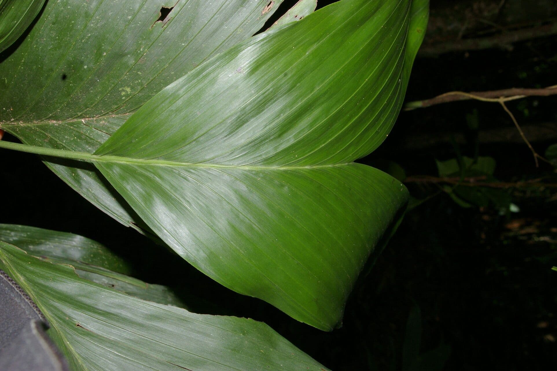 Chamaedorea 3
