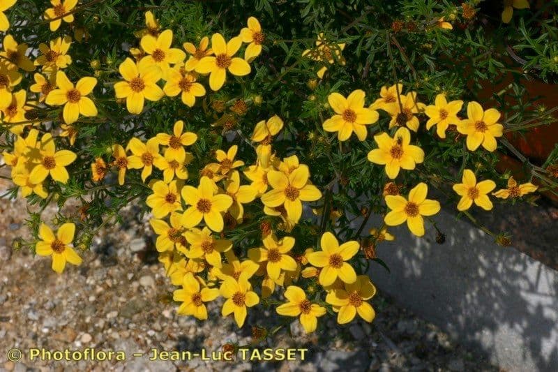 Bidens a tre nervature 8