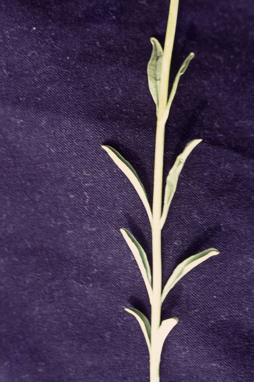 Bartblume 17