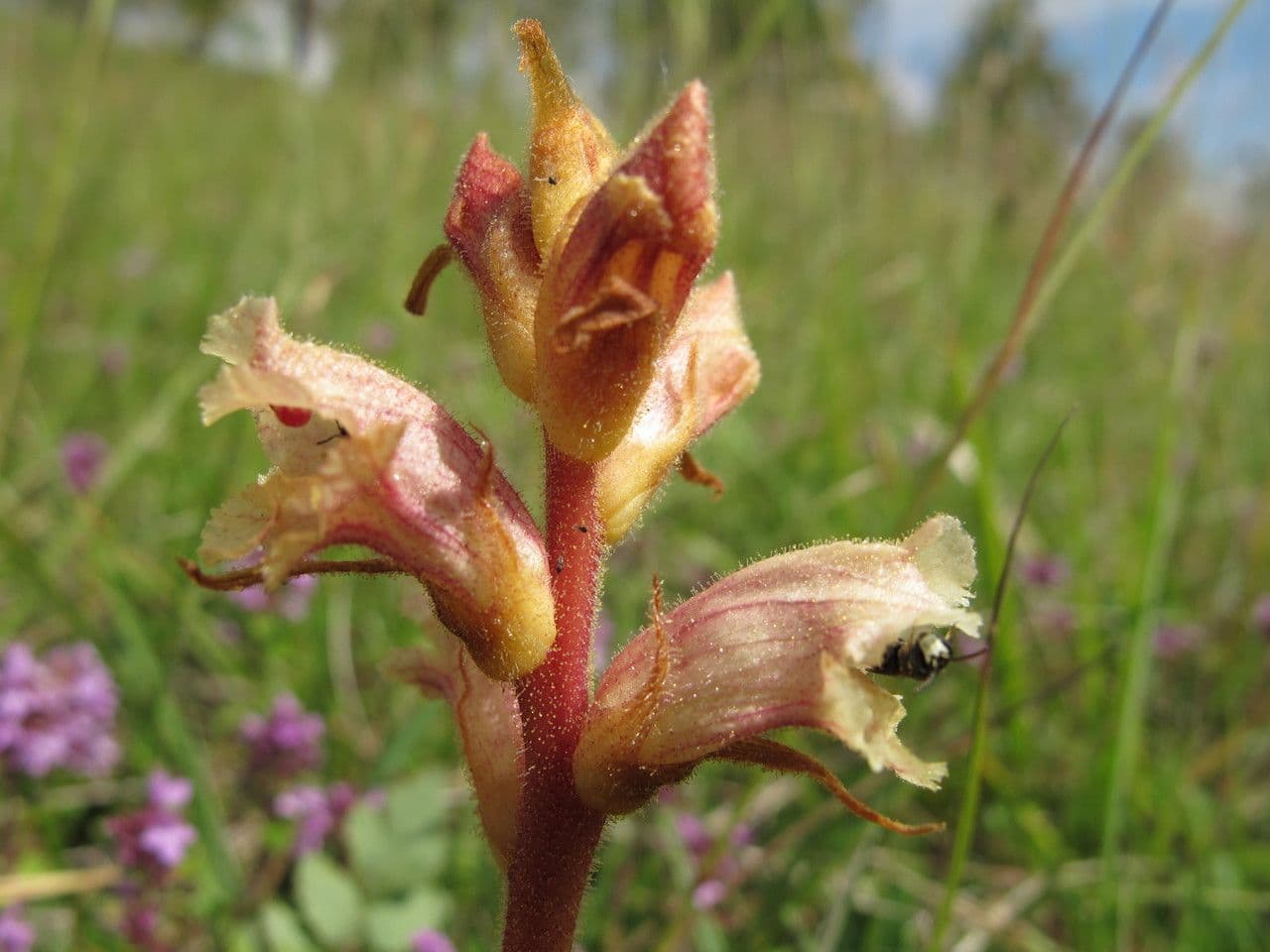 Orobanche alba 3