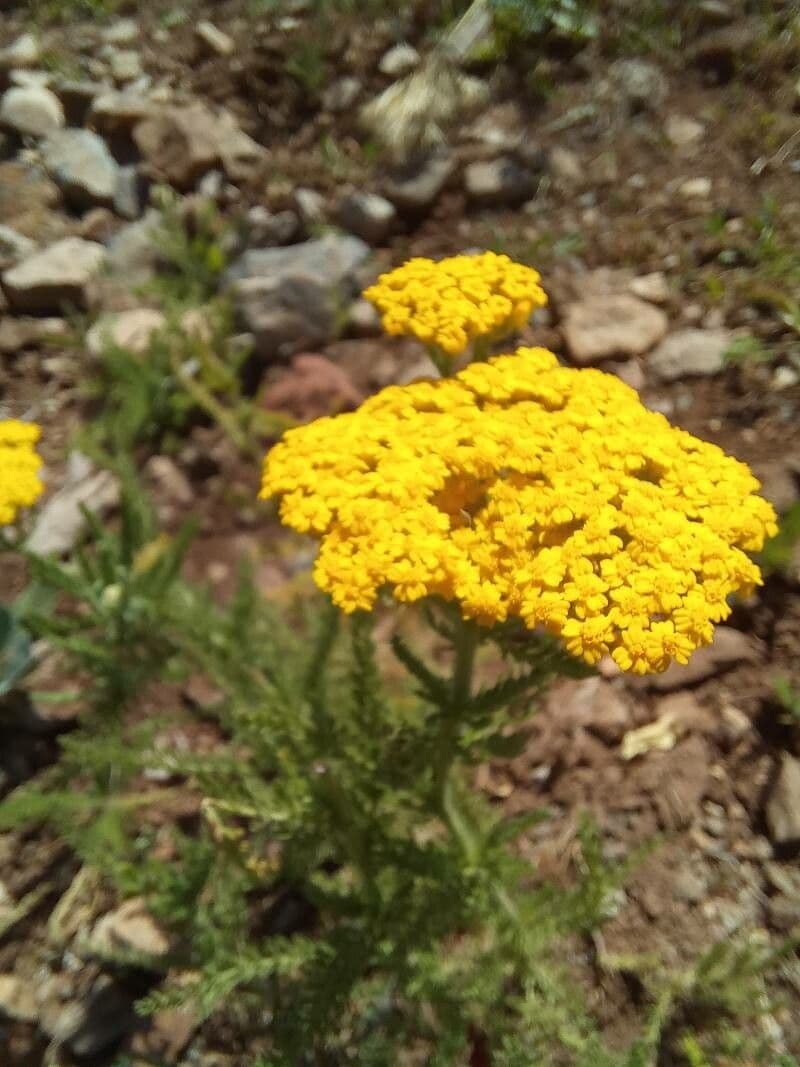 Achillea tomentosa 6